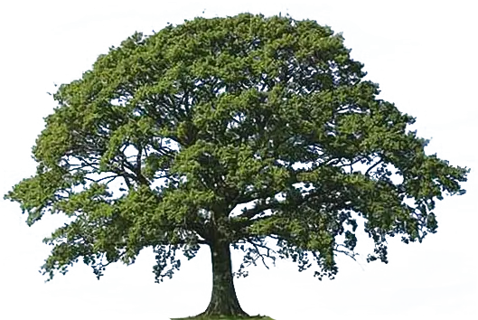 oak_tree